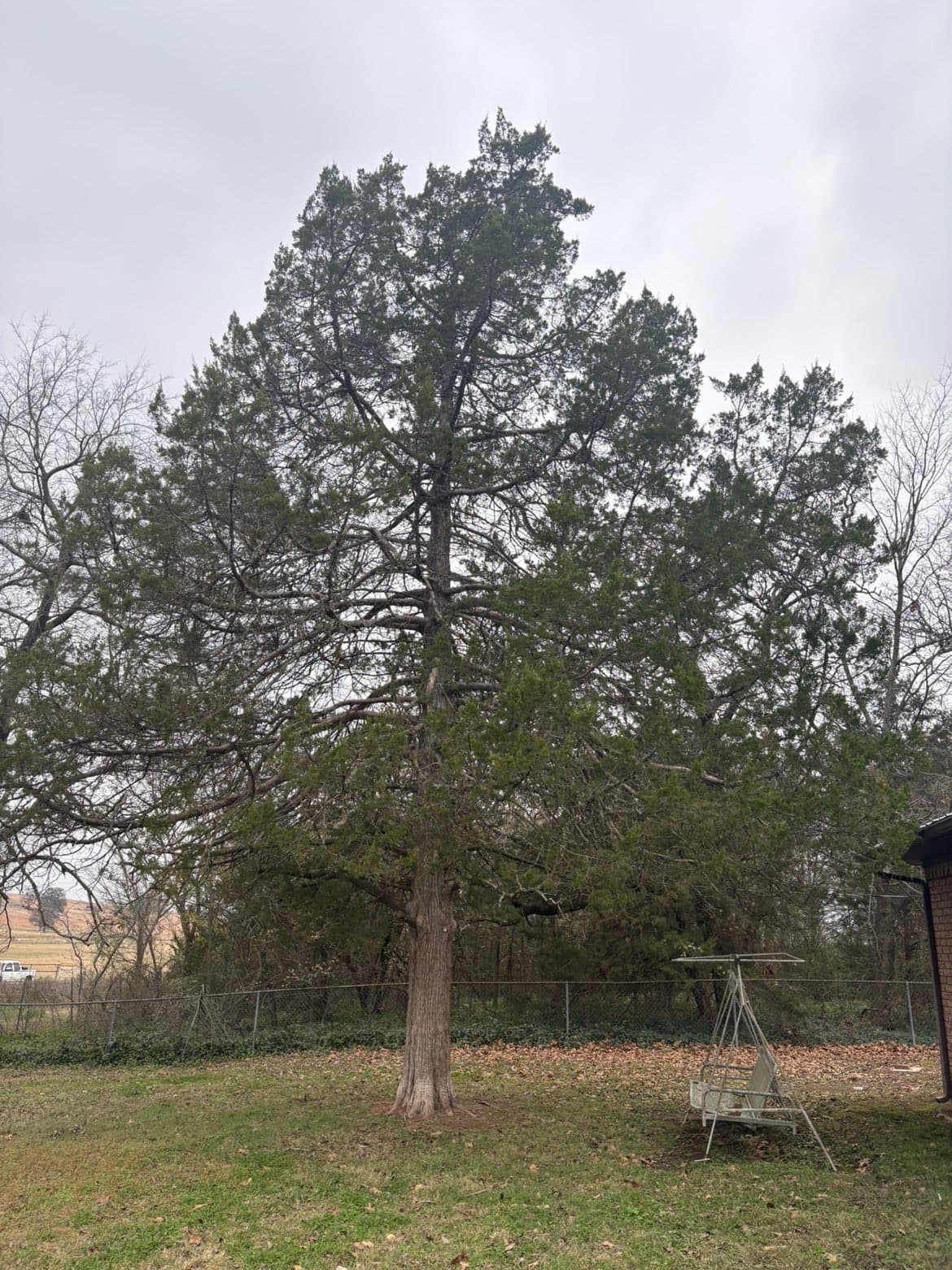 Large evergreen tree with spreading branches in a backyard next to a metal swing set.