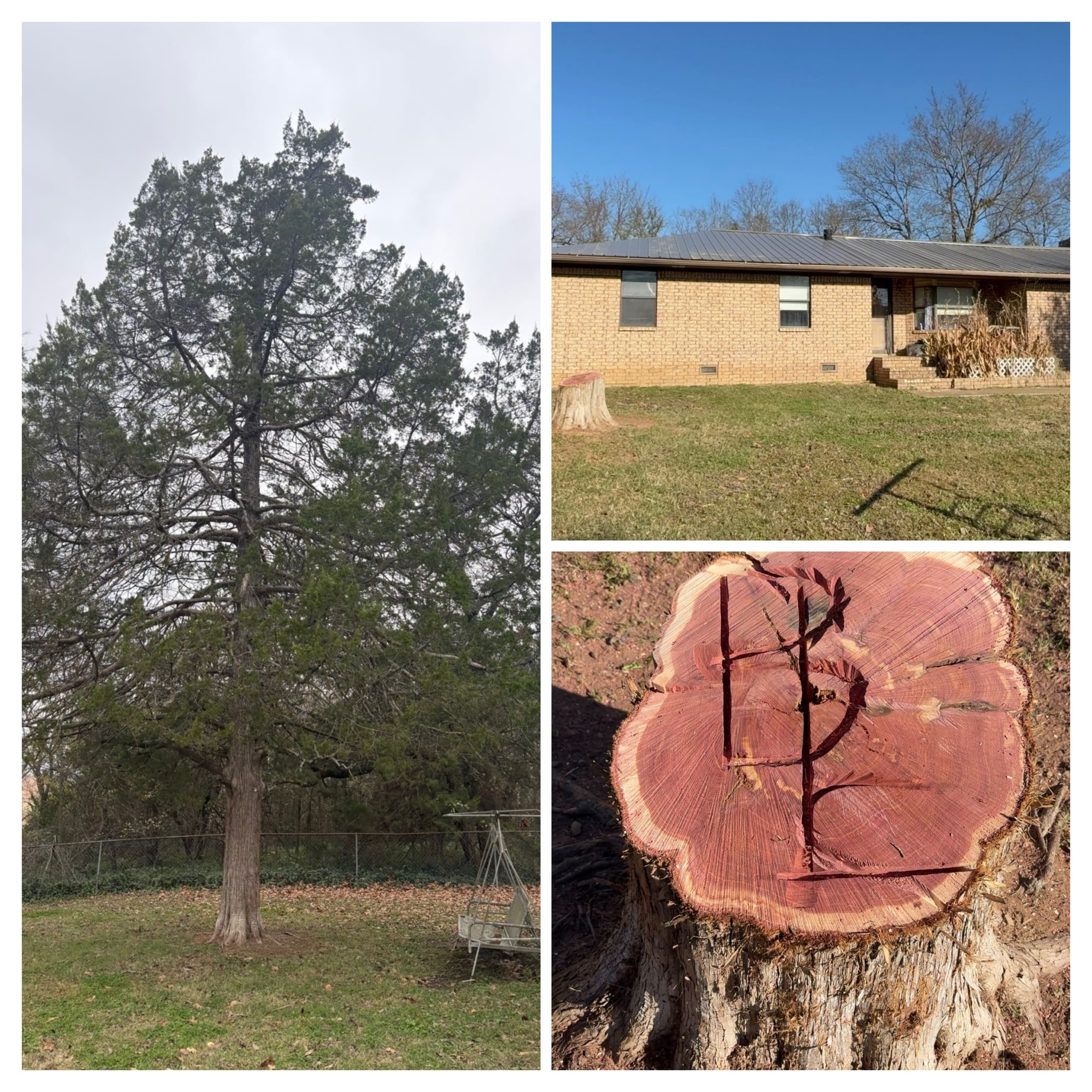 Tall cedar tree, its stump near a brick house, and a close-up carved symbol.