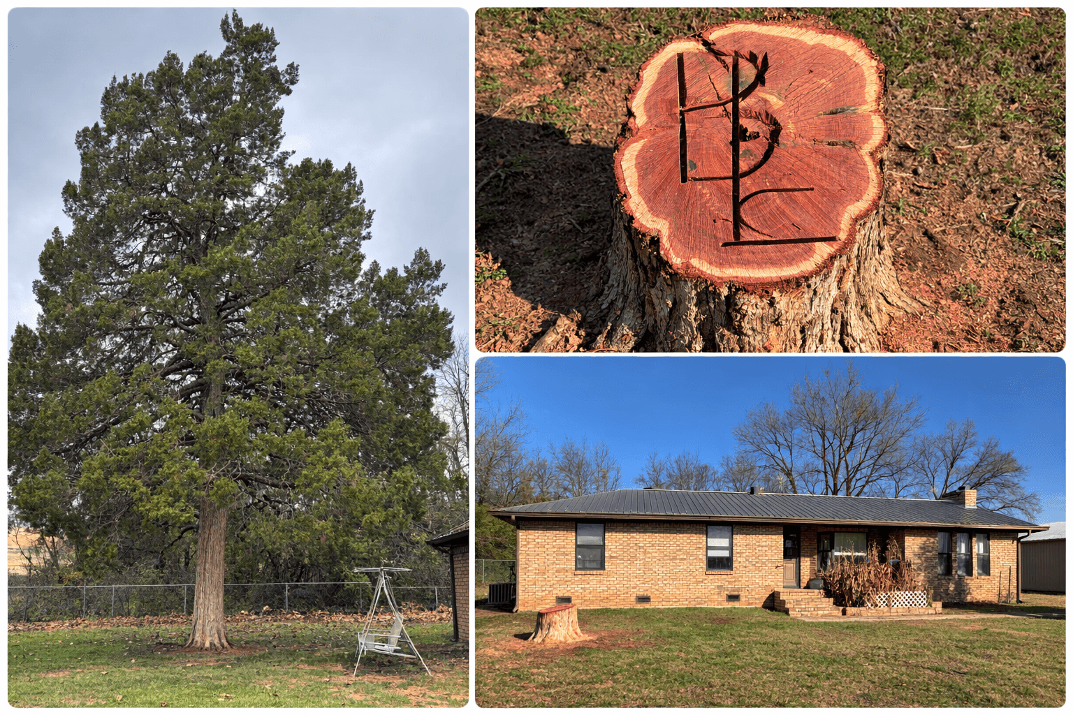 Collage showing a tall cedar tree, its monogrammed stump, and a brick ranch house.